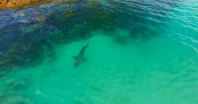 Shark-spotting drone program to be expanded after attack by great white