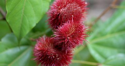 Naming plants risks erasing indigenous knowledge, expert warns