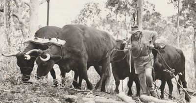 Bullock teams: how these giants shaped the Hunter's towns and timber industry