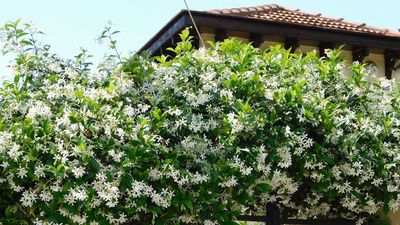 What to Do With Star Jasmine in June for Months of Blooms and a Garden That Smells Incredible