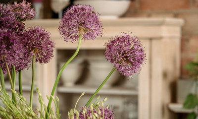 Petals & Roots: How to Create a High-Impact Allium Vase – for an Effortless Floral Centerpiece This Summer