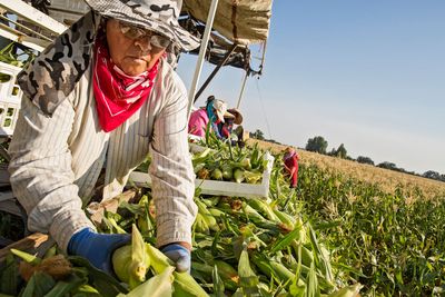 Idaho breaks with Trump on farm labor