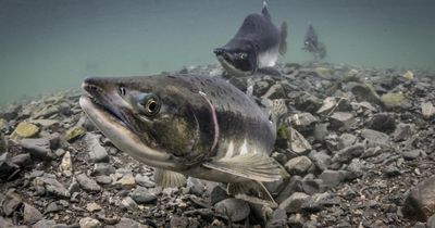 Scottish salmon firms risk losing organic status over 'unacceptable standards'
