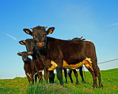‘British food will disappear’: trade deal after Brexit is hitting UK farmers hard