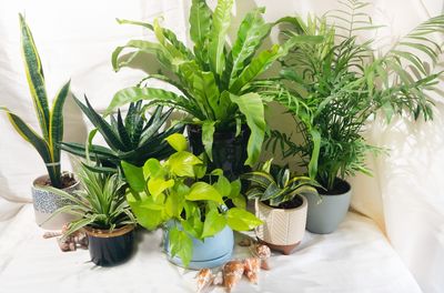 8 Low-Maintenance Plants That Still Look Impressive