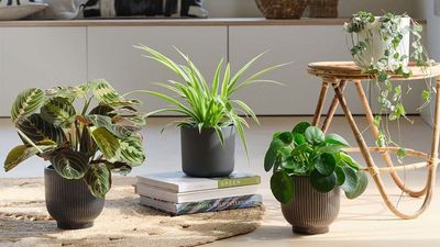 5 Hot Weather Houseplant Myths You Shouldn't Fall for — And What to Actually Do to Help Your Indoor Garden Survive in the Summer