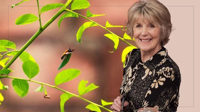Nancy Birtwhistle reveals the 'amazing' reason you should embrace a few nibbled leaves in your garden
