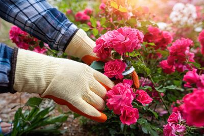 7 Backyard Plants That May Be Attracting More Bugs Than You Realize