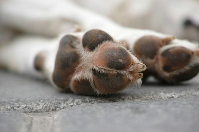 California 'No-Kill' Animal Rescue Under Investigation After 117 Dead Dogs With Gunshot Wounds Were Found