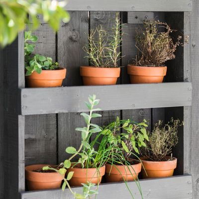 Your small potted plants won't survive a hot summer if you use the wrong soil – this is the mix experts recommend