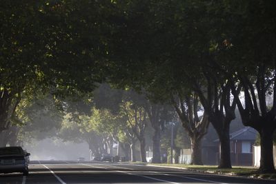 NZ cities can’t see the forest or the trees