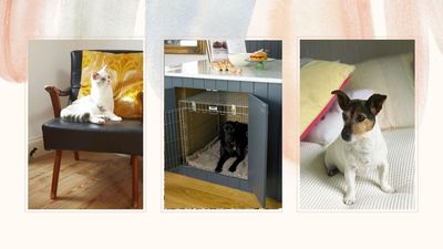 Sharing your home with pets shouldn't mean sacrificing style – 8 interior design tips to live in harmony