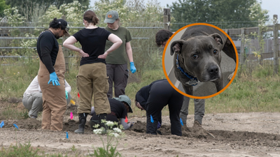 California sheriff’s office digs up 117 dog carcasses at ‘no-kill’ animal shelter, many riddled with bullets