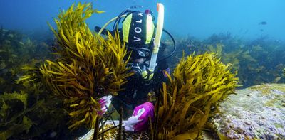 Heat is destroying Australia’s underwater forests. Seaweed biobanks could help save them