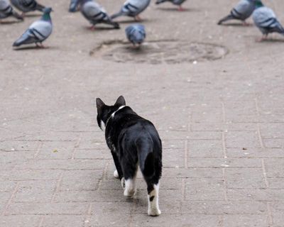 A deadly strain of bird flu has landed on Australian shores. Does it pose a risk to pets?