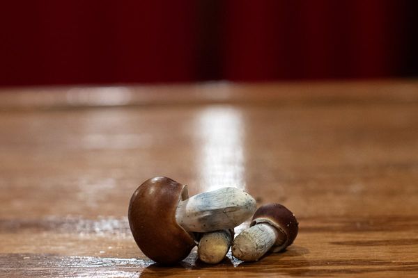 California dad admits dosing his children hallucinogenic mushrooms every other day