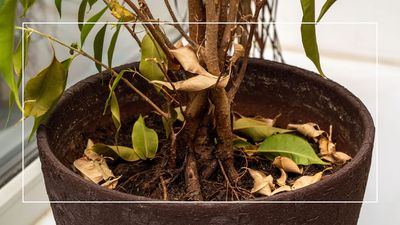 Before you give up and throw away your dead-looking potted plant, check for these signs of life and revive it