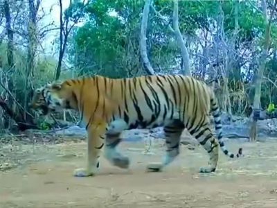 SIT formed to probe Dudhwa tigress' 'sudden' death; NTCA seeks report