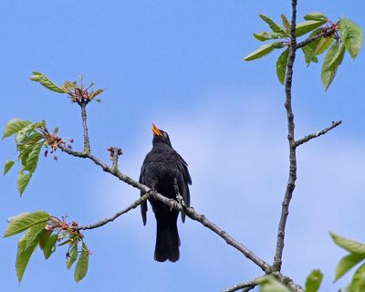 Country diary: There’s no blackbird song like the one on my street