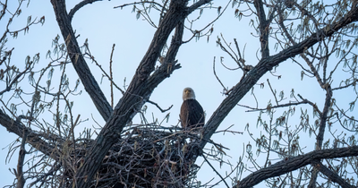Big Bear Eaglet's Accidental 'Fludge' Plunge Sparks Massive 4th of July Fireworks Protest