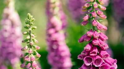 7 Easy-to-Grow Perennials and Biennials to Plant in July – Your 2027 Garden Will Thank You