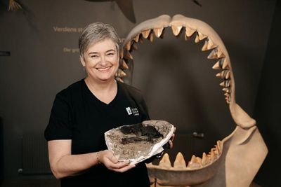 Megalodon fossil confirms true size of massive shark