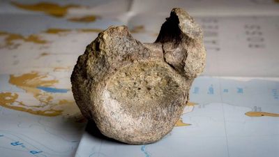 Antarctica's oldest known dinosaur fossil was hiding in a museum drawer for 40 years
