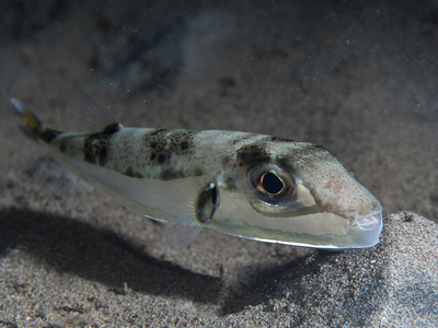 Greece has placed a bounty on the head of the world's most toxic pufferfish, paying fishermen €5.33 per kilo to hunt the invasive predator