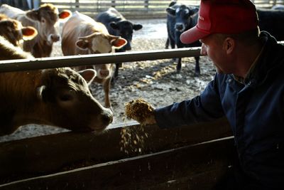 65 Organizations Petition the FDA to End Routine Antibiotic Use in Healthy Farm Animals Over Human Health Concerns