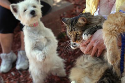New World Screwworm Has Now Reached 25 Cases in Texas — Here Is What Dog and Cat Owners Need to Know