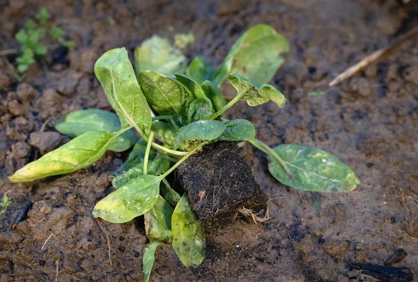 A Parasite Has Sickened 145 People in 17 States as Investigators Search for the Source