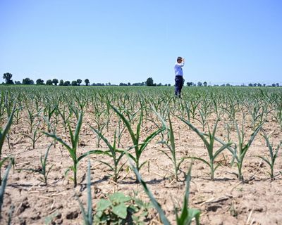 Europe heatwave shows need to reject climate denial ‘lies’, says EU green chief