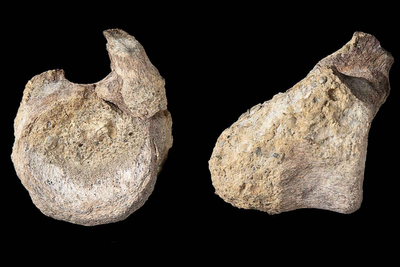 First dinosaur bone from Antarctica was unnoticed for 40 years