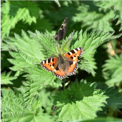 Should you get rid of nettles in the garden? They get a bad rap, but experts say their benefits outweigh their reputation