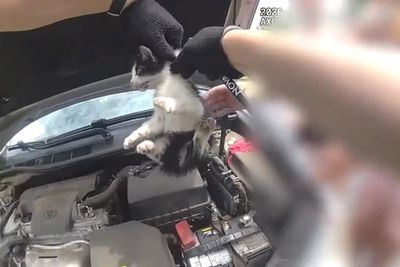 Kitten stuck inside car engine rescued by police with unlikely tool