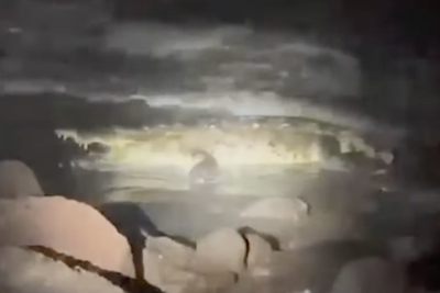‘We tried to save him’: Couple’s vacation turns to horror in deadly crocodile attack