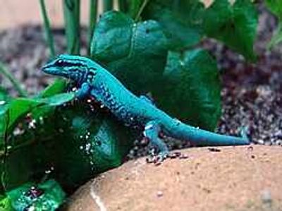 Against all odds, one of nature’s most colorful little survivors just made an incredible return