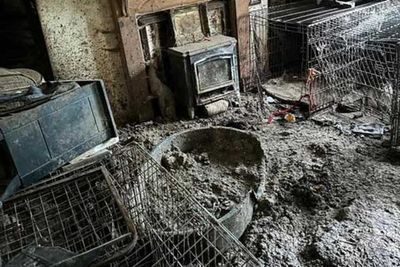 Nearly 80 emaciated dogs found at Crufts winner’s home