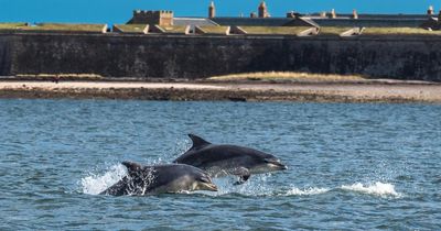 Dolphins 'harassed' off Scottish coast as police hunt for boat