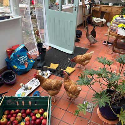 I've spent so much time in the garden this spring that I've almost forgotten about the house – and I couldn't be happier with the trade-off