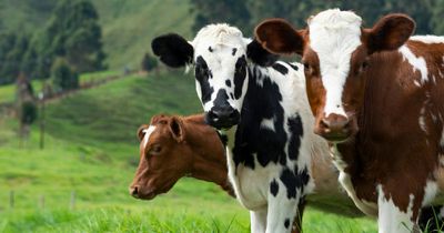 Teenager in 'life-threatening condition' and five cows dead after crash