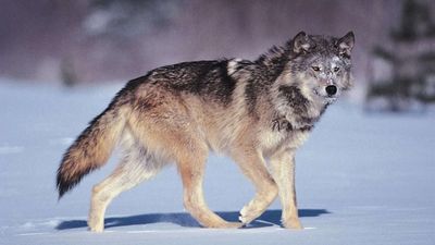 Italian proverb of the day: 'The wolf loses its fur but not its vice'. A reminder that true character is much harder to change than appearances