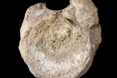 A dinosaur fossil sat forgotten in a drawer since 1985 until scientists realized what it was