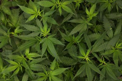 Idaho might not even get to vote on legalizing marijuana (for some) after thousands of signatures are turned in late: report