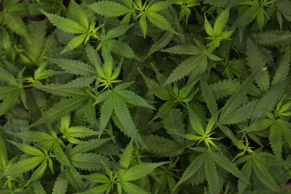 Idaho might not even get to vote on legalizing marijuana (for some) after thousands of signatures are turned in late: report