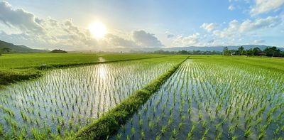 A severe El Niño could threaten something essential to half of humanity – rice