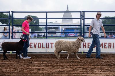 Capitol Lens | Sheep stakes