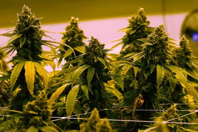 Virginia to allow recreational marijuana to be sold in retail stores beginning in 2027