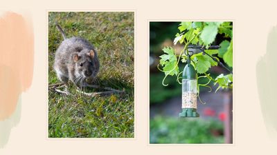 Avoid this common bird feeder mistake, or you risk attracting rats to your garden this summer