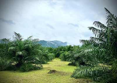 Biofuel initiative gains government backing